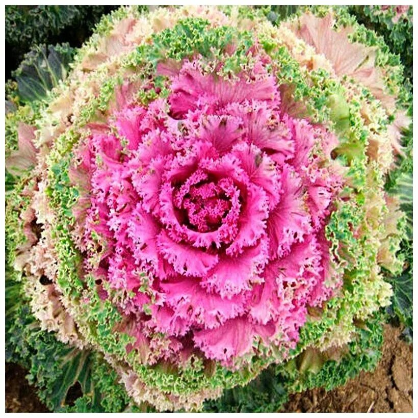 Капуста декоративная посадка и уход фото Капуста Брассика Декоративная (лат. Brassica Oleracea var. Acephala) семена 35шт