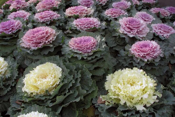 Капуста декоративная посадка и уход фото Pin on ☂ What to Buy Ornamental cabbage, Ornamental kale, Flowering kale