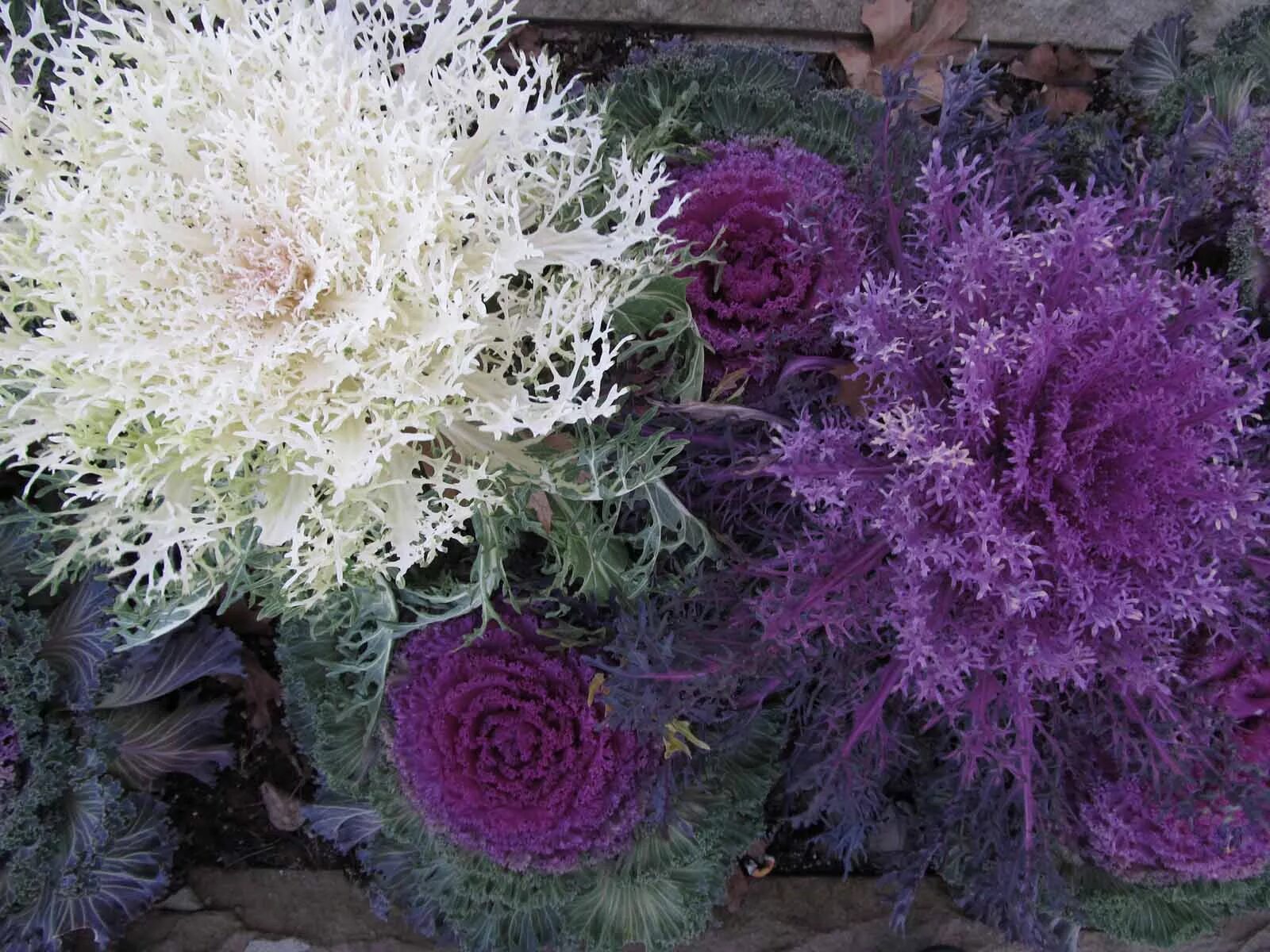Капуста декоративная посадка и уход фото Brassica oleracea var. acephala MIX (Капуста декоративная разрезолистная Микс, Б