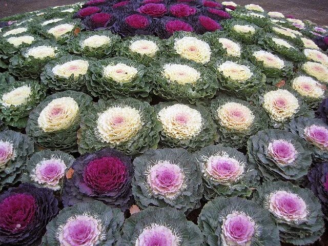 Капуста декоративная посадка и уход фото Cabbage flower bed Cabbage flowers, Flower bed designs, Flowering ground cover p