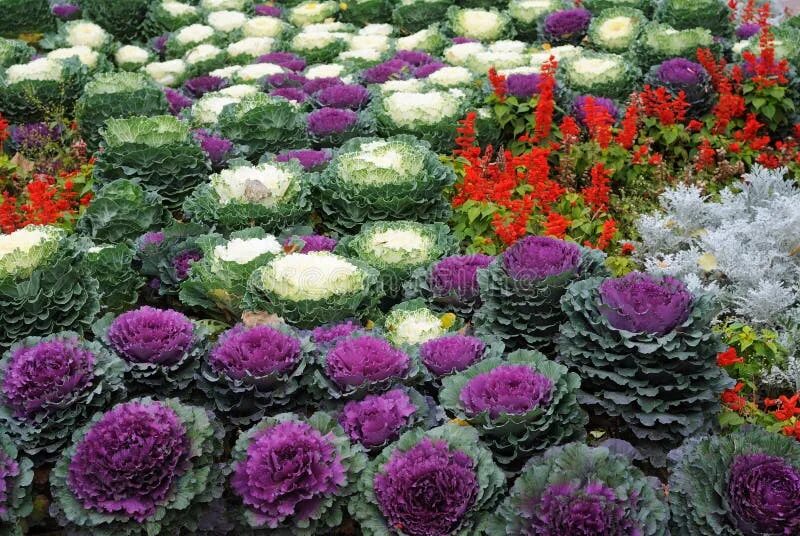 Капуста декоративная салют фото на клумбе Bed with Cauliflowers and Flowers Stock Photo - Image of eating, flower: 2190363