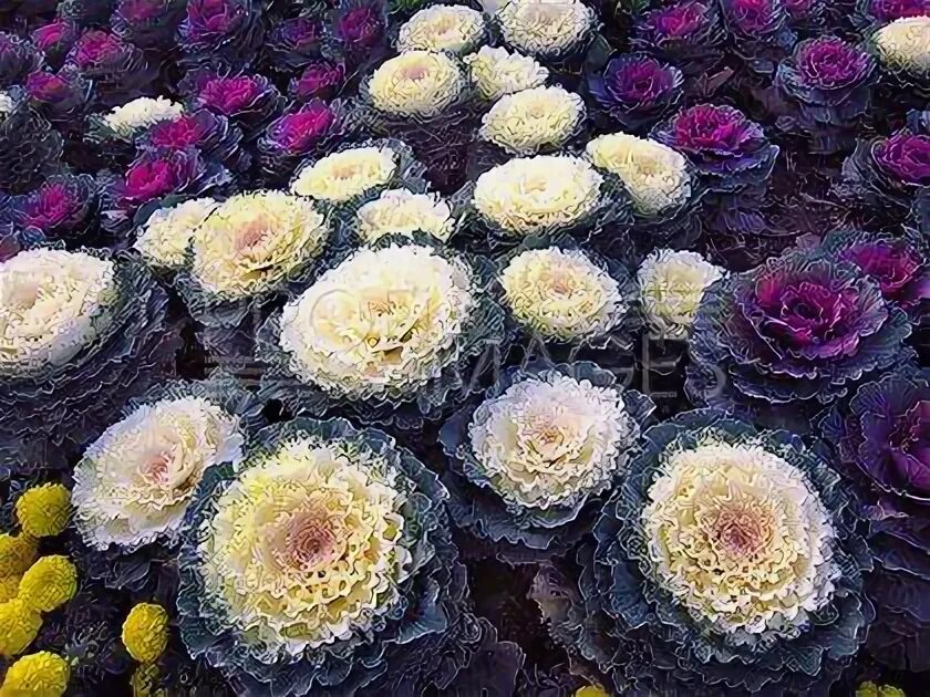 Капуста декоративная цапля фото Декоративная капуста цапля биколор: яркие решения для сада Ландшафтный дизайн Фо