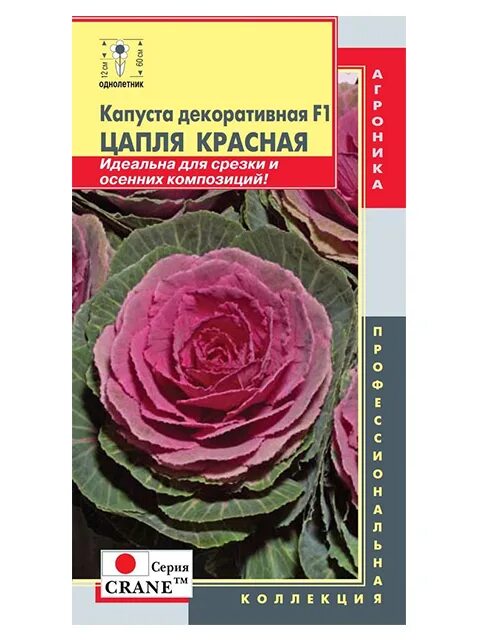 Капуста декоративная цапля фото Цветы однолетние