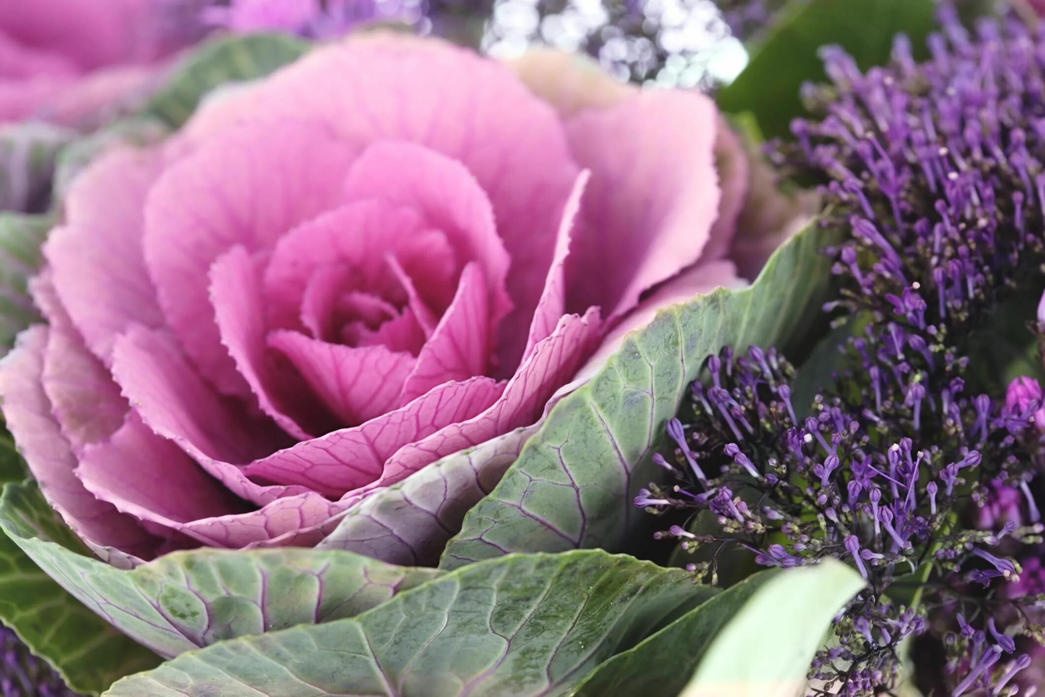 Капуста декоративная цветы название и фото How to Grow and Care for Ornamental Cabbage or Kale Flores, Plantas, Rosas