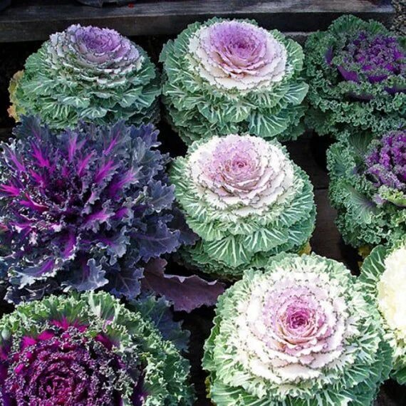 Капуста декоративная цветы название и фото 50 Pcs Flowering Cabbage Seeds Ornamental Cabbage BRASSICA OLERACEA/ FL150 - Ets
