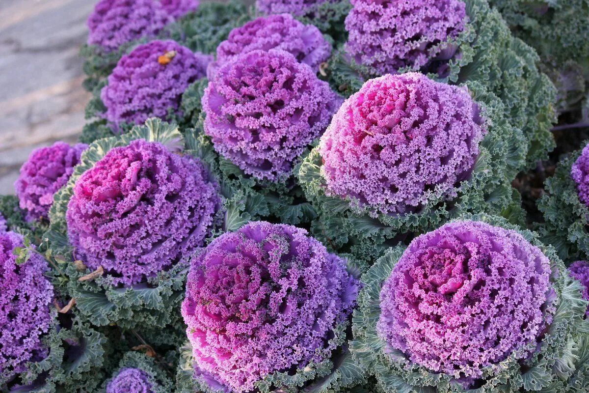 Капуста декоративная цветы название и фото Seeds Edible Cabbage Decorative Kale Ornamental Fringed Mix Beatiful Annual Flow