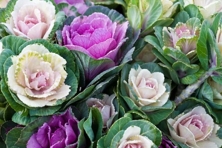 Капуста декоративная цветы название и фото How to Grow and Care for Ornamental Cabbage or Kale Fall container gardens, Cabb