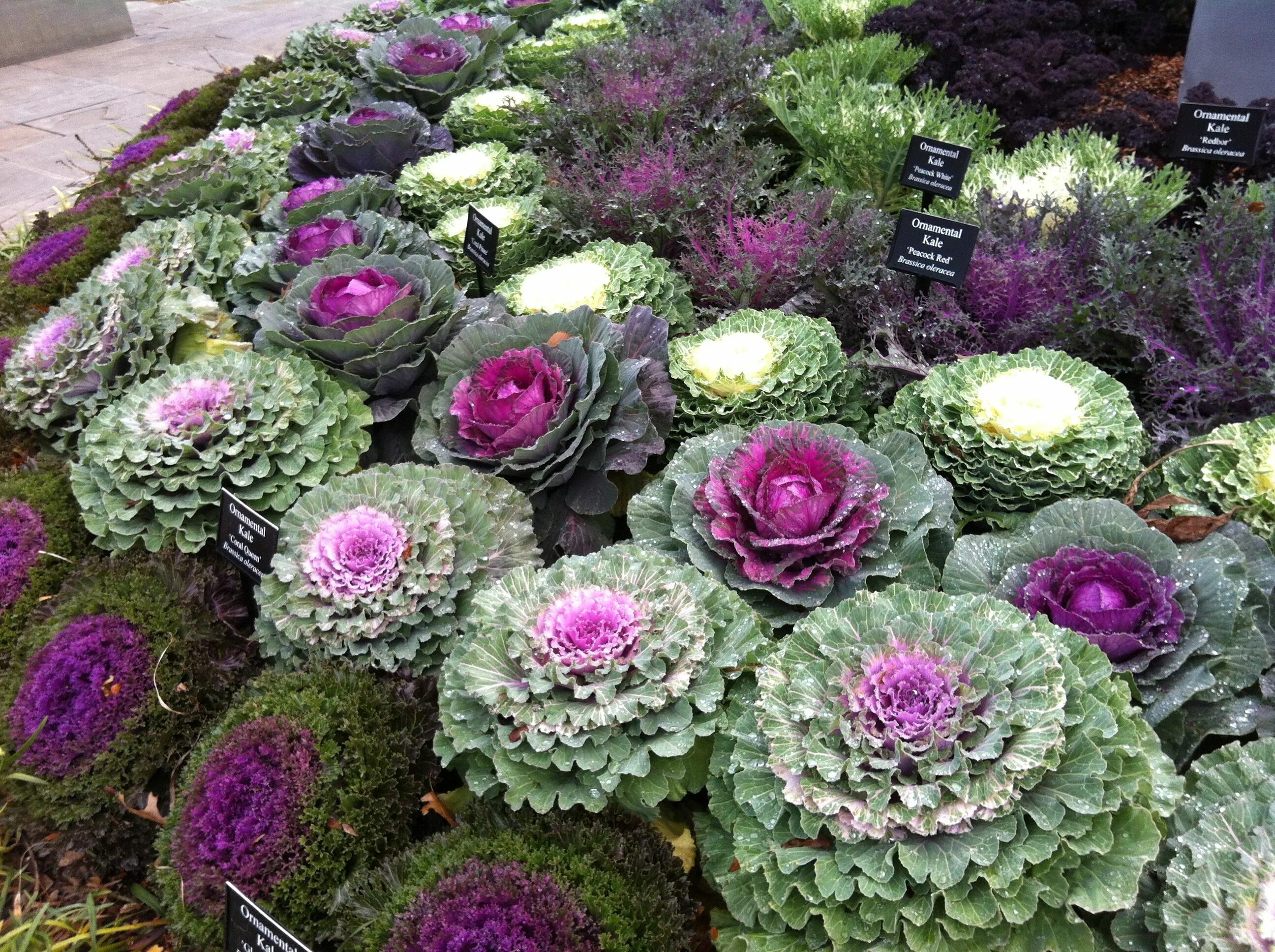 Капуста декоративная цветы название и фото Ornamental cabbage, Dallas Ornamental cabbage, Cabbage plant, Cabbage