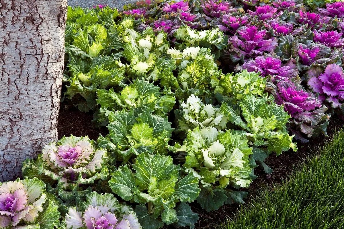 Капуста декоративная выращивание фото Flowering Cabbage Seeds 50 Thru 500 Seeds Osaka Mix Flowering Kale Seeds - Etsy