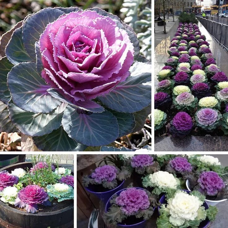 Капуста декоративная выращивание фото Брассика - декоративная капуста Long blooming perennials, Ornamental cabbage, An