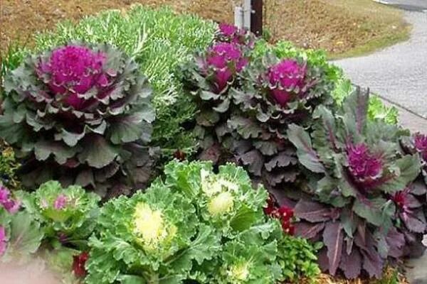 Капуста декоративная выращивание фото Nutritional Facts About Red Cabbage Blog.Nurserylive.com gardening in india