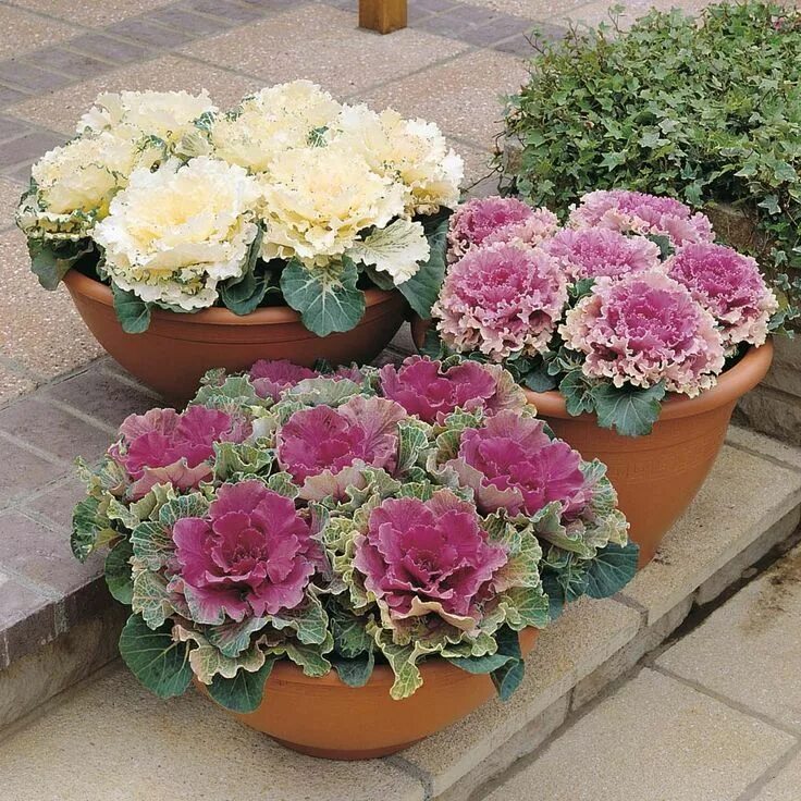 Капуста декоративная выращивание фото Pin by Jennifer Armstrong on Ornamental Cabbage & Kale ... Cabbage flowers, Fall