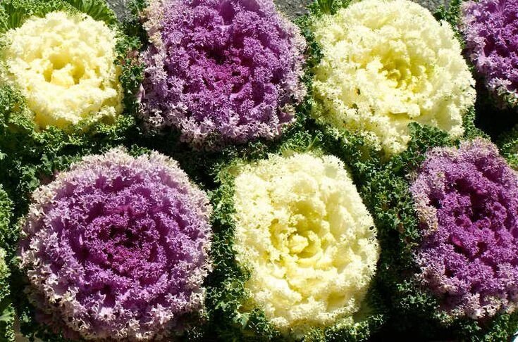Капуста декоративная выращивание фото Growing Kale: How To Get Great Greens Harvests Growing kale, Ornamental kale, Gr
