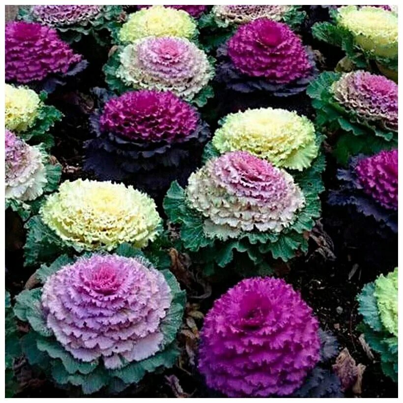 Капуста декоративная выращивание фото Капуста Брассика Декоративная (лат. Brassica Oleracea var. Acephala) семена 35шт