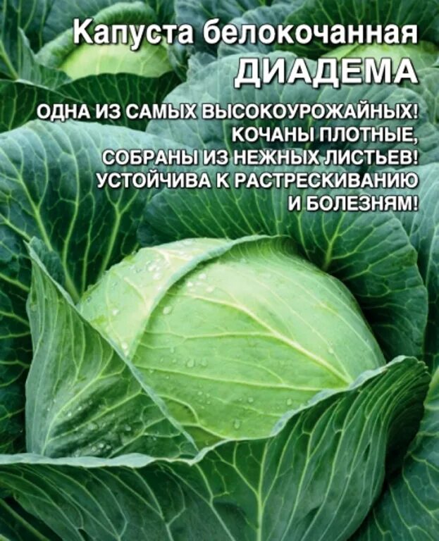 Капуста диадема описание сорта фото отзывы Семена Капуста б/к Диадема: описание сорта, фото - купить с доставкой или почтой