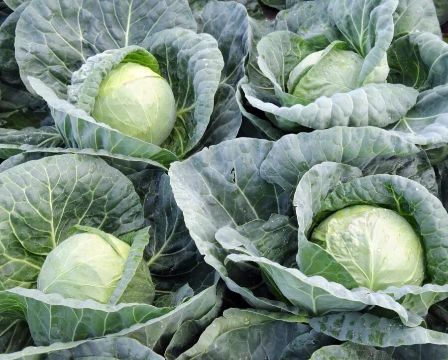Капуста диадема описание сорта фото отзывы Капуста кочанная Cabbage Kaporal - купить семена в интернет-магазине