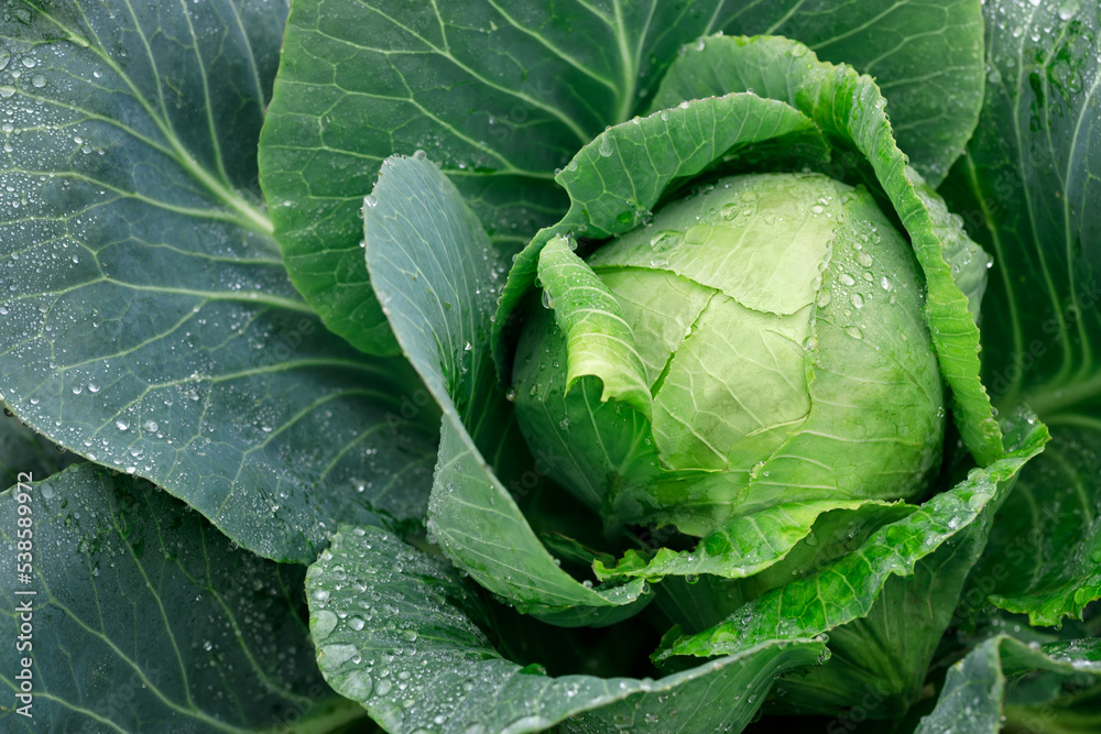 Капуста длинная фото green cabbage with water drops grow in the garden фотография Stock Adobe Stock