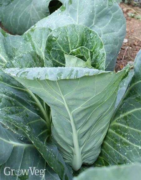 Капуста длинная фото The Best Heirloom Cabbage Varieties Cabbage varieties, Cabbage, Heirloom seeds