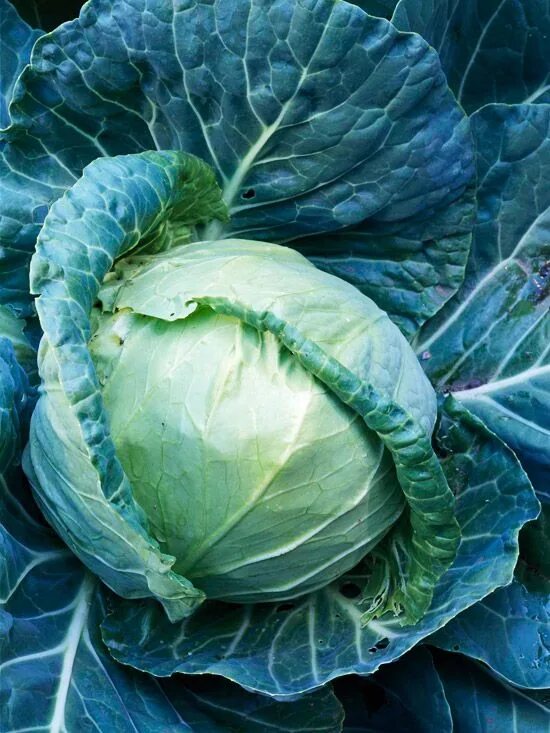 Капуста длинная фото Top Plants for Homegrown Salads Grow Your Own Greens