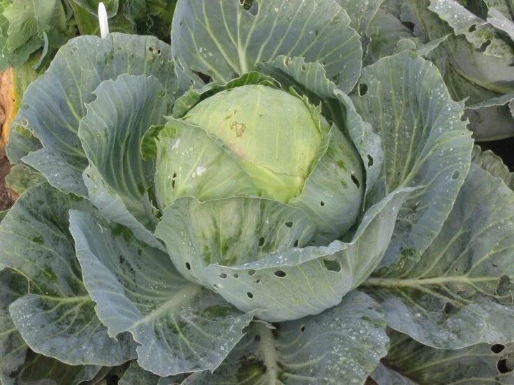 Капуста длинная фото Recept voor het soepdieet - Crash dieet info Vegetable garden, Growing vegetable