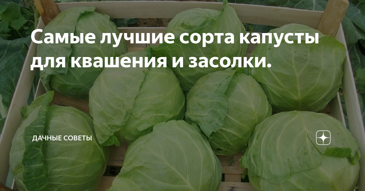 Капуста для квашения лучшие сорта фото Самые лучшие сорта капусты для квашения и засолки. Дачные советы Дзен