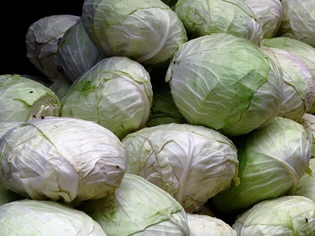 Капуста для засолки фото Cabbage - planting and care in the open ground, cultivation of seedlings; diseas
