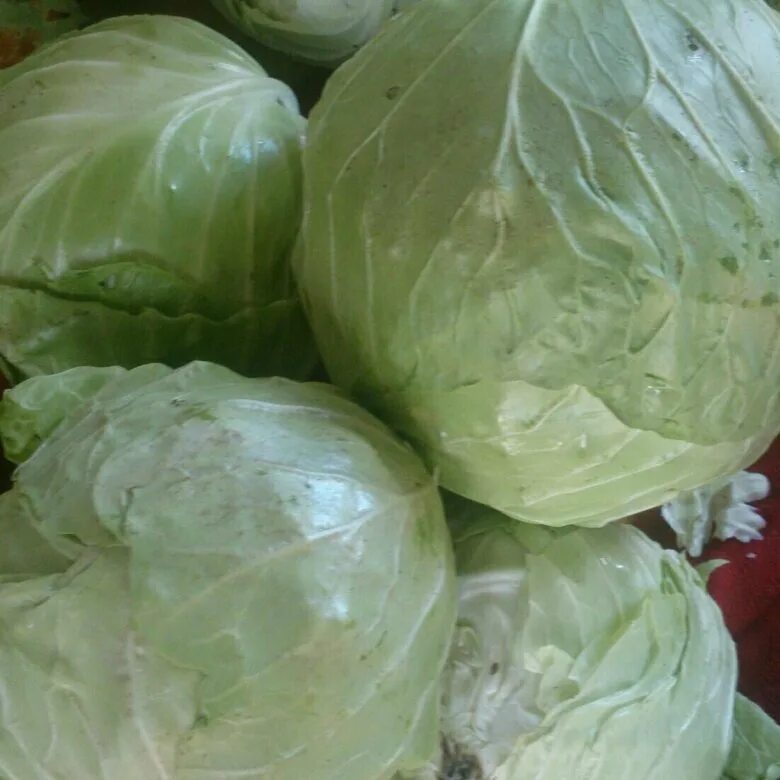 Капуста для засолки фото Капуста для засолки на зиму домашняя - купить в Кировском, цена 20 руб., продано