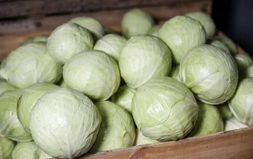 Капуста для засолки фото I sell cabbage from my garden, for salting and storage, for 25 rubles. Carrots a