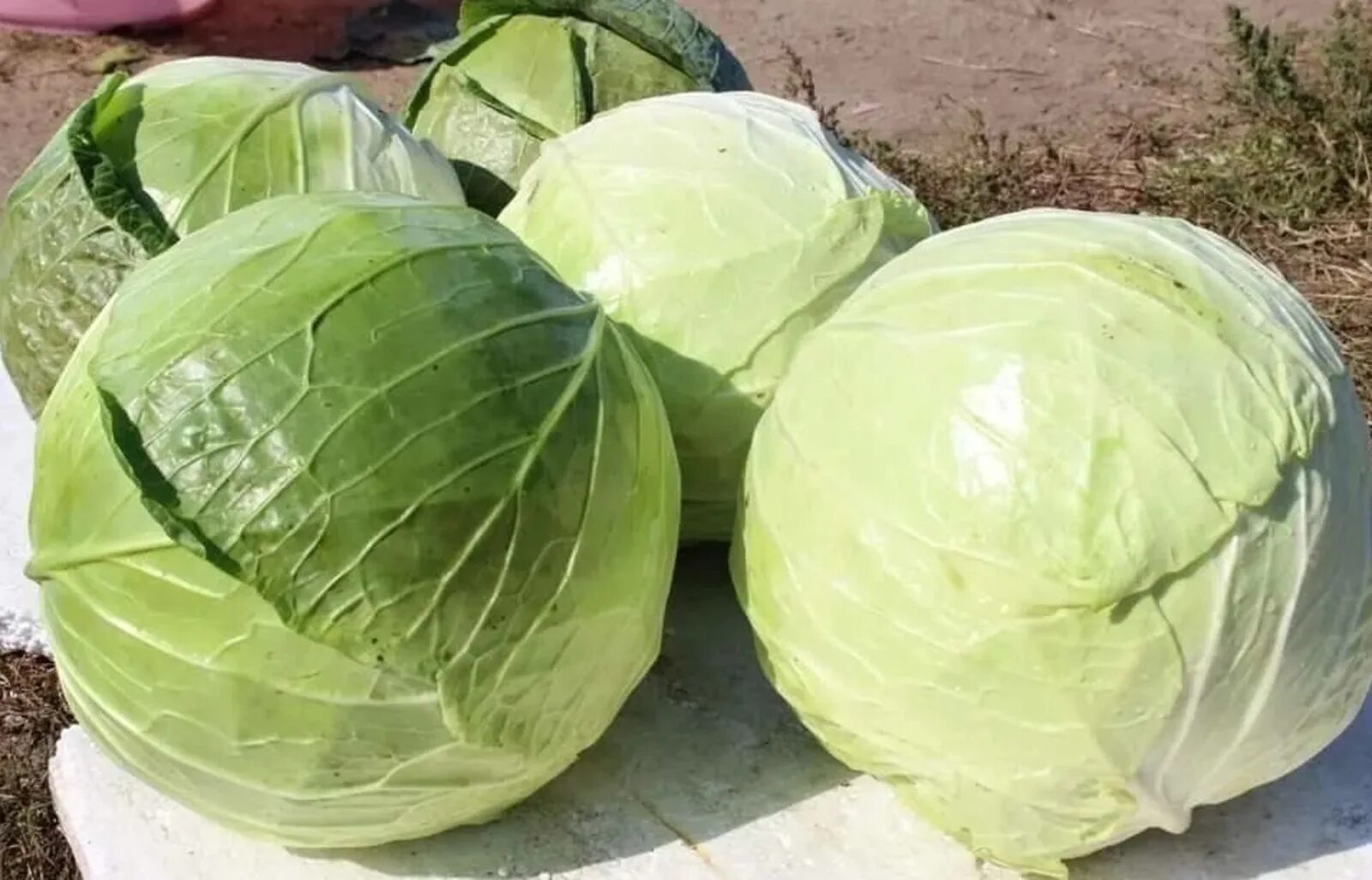 Капуста для засолки фото Картинки ЛУЧШИЕ СОРТА ПОЗДНЕЙ КАПУСТЫ ДЛЯ КВАШЕНИЯ