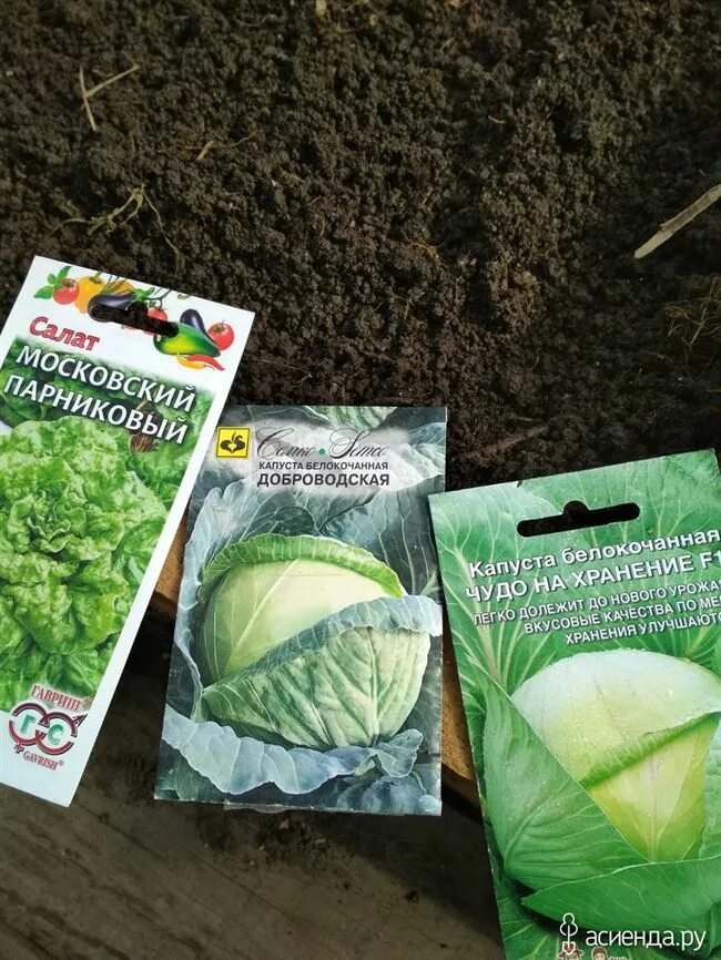 Капуста доброводская описание сорта фото отзывы Капуста Доброводская - описание сорта, фото, отзывы