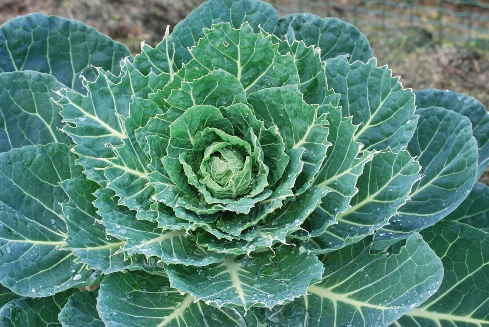 Капуста домашняя фото Interesante información sobre el decorativo, rico y sano repollo Repollo, Col, V