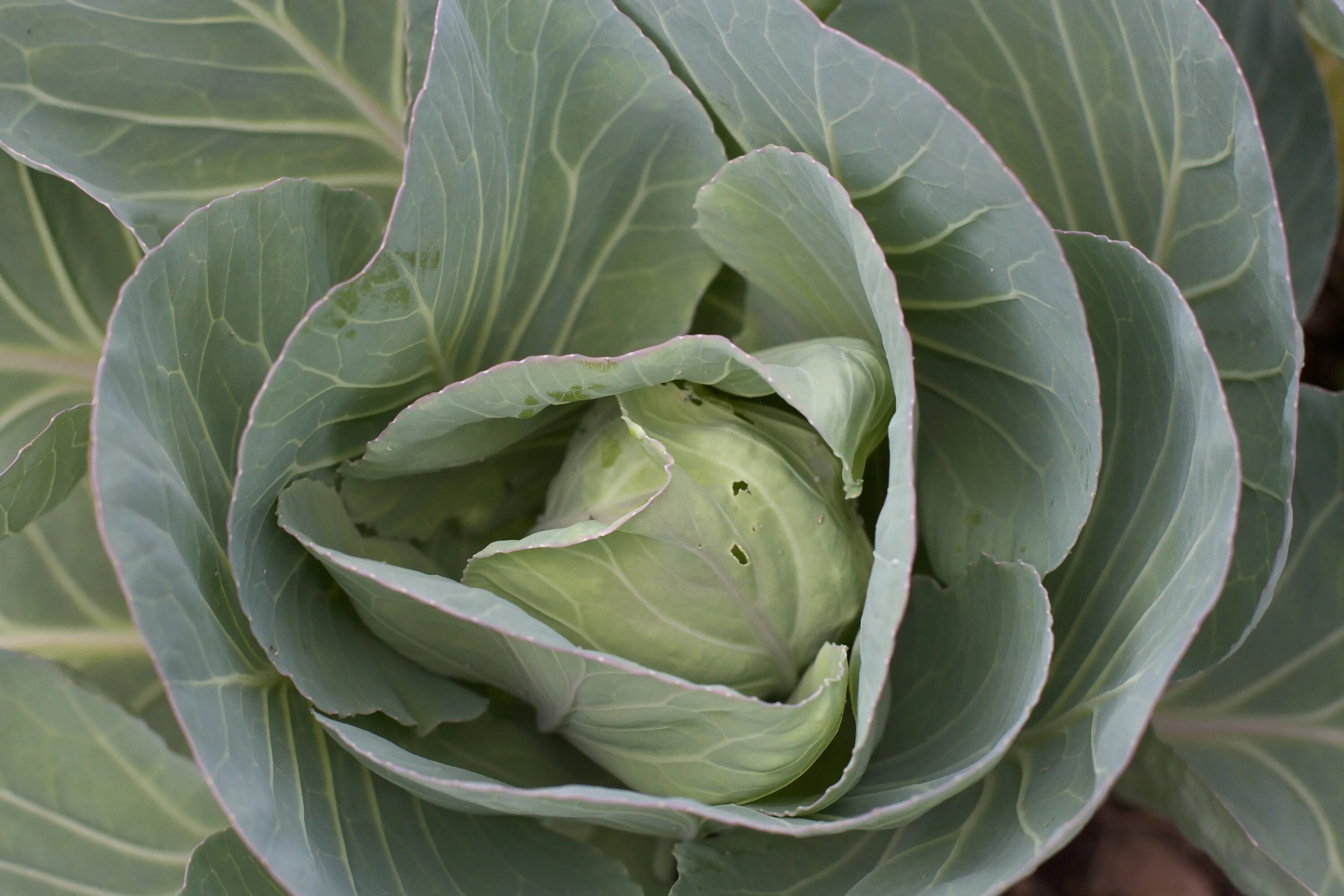 Капуста домашняя фото Free Images : flower, food, green, produce, vegetable, botany, flora, cabbage, f