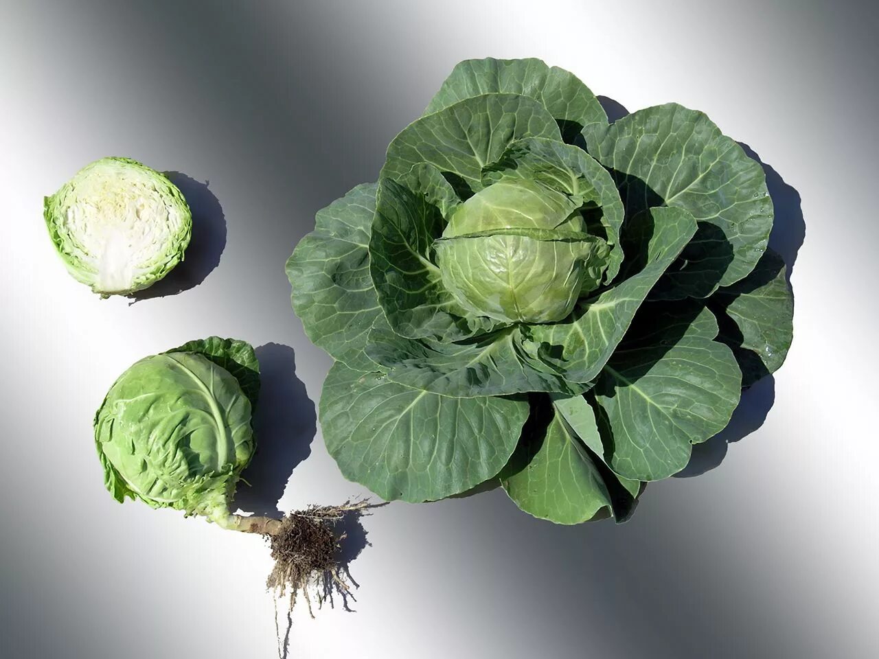 Капуста домашняя фото 1.4 Heterotic hybrid of white cabbage Ilaria F1
