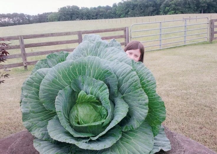 Капуста дракон фото Fall vegetables, Planting vegetables, Vegetables