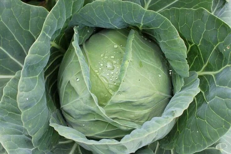Капуста дракон фото Copenhagen Market Cabbage Fall garden vegetables, Winter vegetables gardening, F