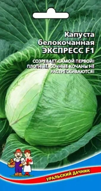 Капуста экспресс f1 описание сорта фото отзывы S00168590 - купить по выгодным ценам в интернет-магазине OZON (1309465474)