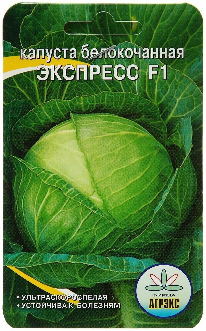 Капуста экспресс f1 описание сорта фото отзывы Семена капуста б/к "партнер" экспресс f1 0,2г - купить по низкой цене на Яндекс 