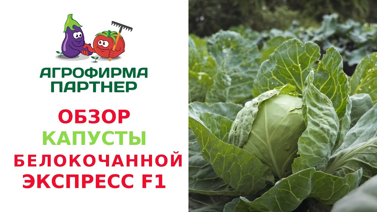 Капуста экспресс f1 описание сорта фото отзывы ОБЗОР КАПУСТЫ БЕЛОКОЧАННОЙ ЭКСПРЕСС F1 - YouTube