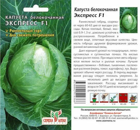 Капуста экспресс фото Экспресс F1 - Сорта КАПУСТЫ кочанной с отзывами - tomat-pomidor.com - форум