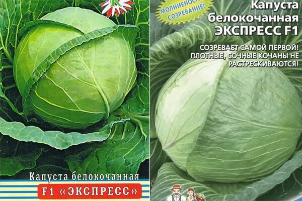 Капуста экспресс фото Капуста экспресс f1 описание сорта фото отзывы Фитостудия-63.ру