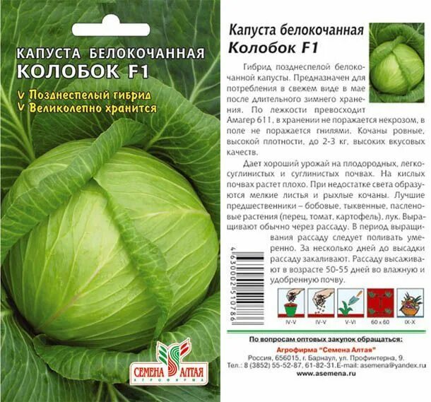 Капуста эверест описание сорта фото и отзывы Сорта капусты для засолки и квашения - какой выбрать? Ответ здесь! Капуста, Шинк