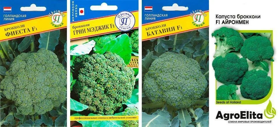 Капуста фиеста брокколи описание сорта фото отзывы Капуста брокколи Фиеста: описание, отзывы
