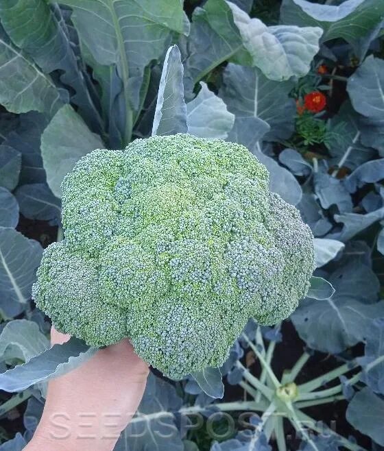 Капуста фиеста фото Капуста брокколи Фиеста F1, 10 шт., купить в интернет магазине Seedspost.ru