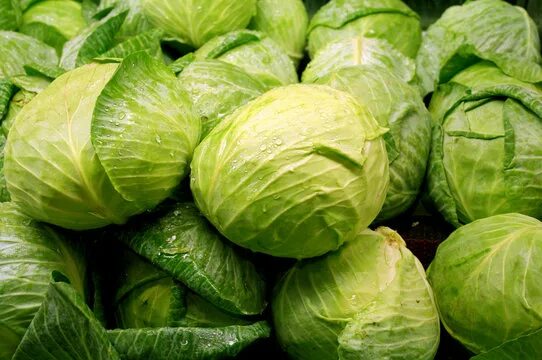 Капуста фото картинки White Cabbage Изображения: просматривайте стоковые фотографии, векторные изображ