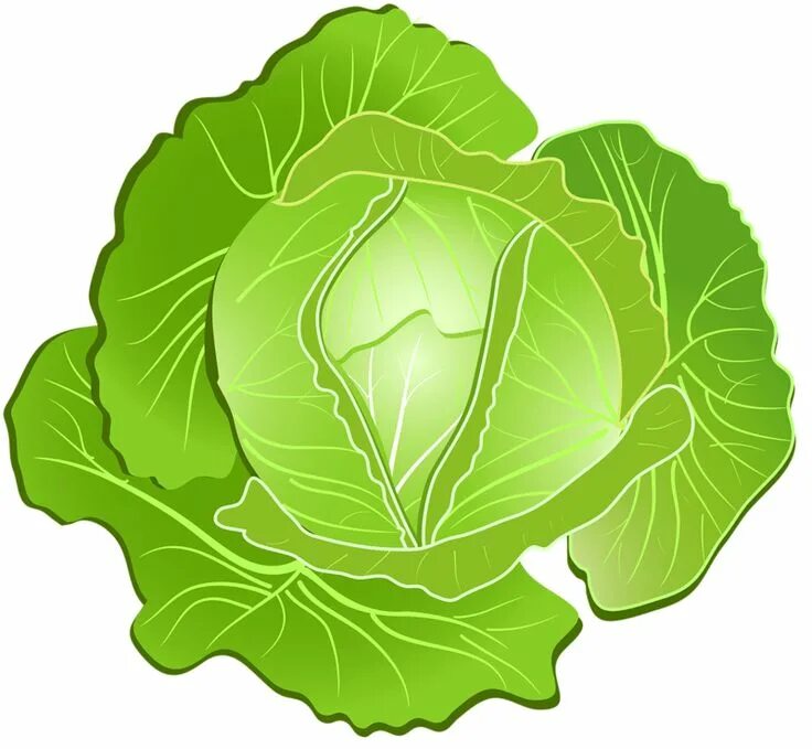 Капуста фото картинки для детей Капуста Vegetable illustration, Cabbage, Scrapbook images