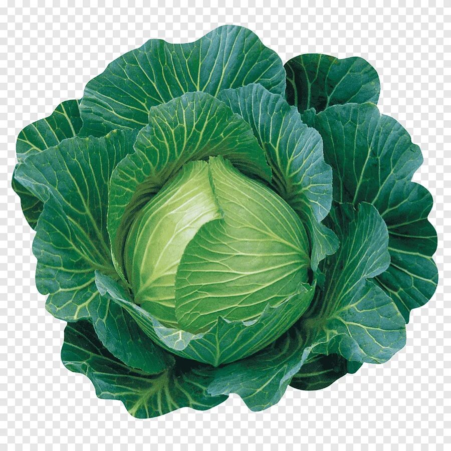 Капуста фото картинки для детей Cabbage Leaf vegetable Spring greens Collard greens, cabbage, winter, food png P