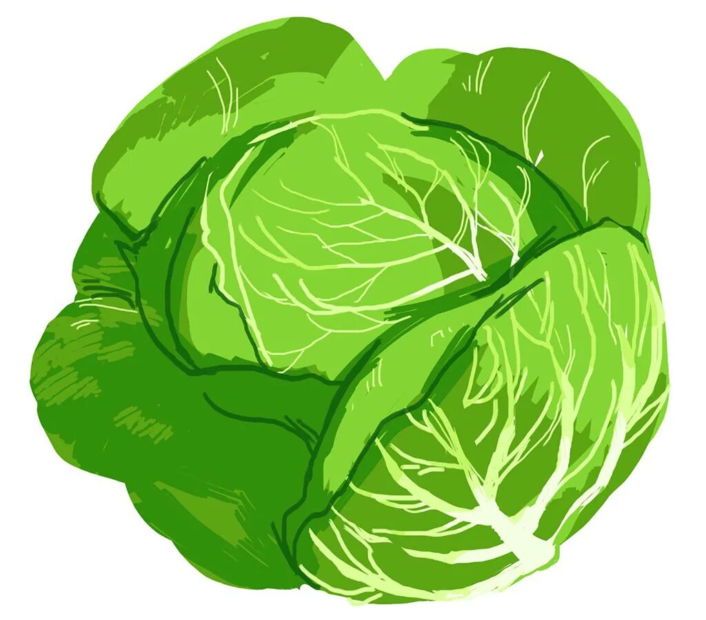 Капуста фото картинки для детей VEGGIES :: Behance