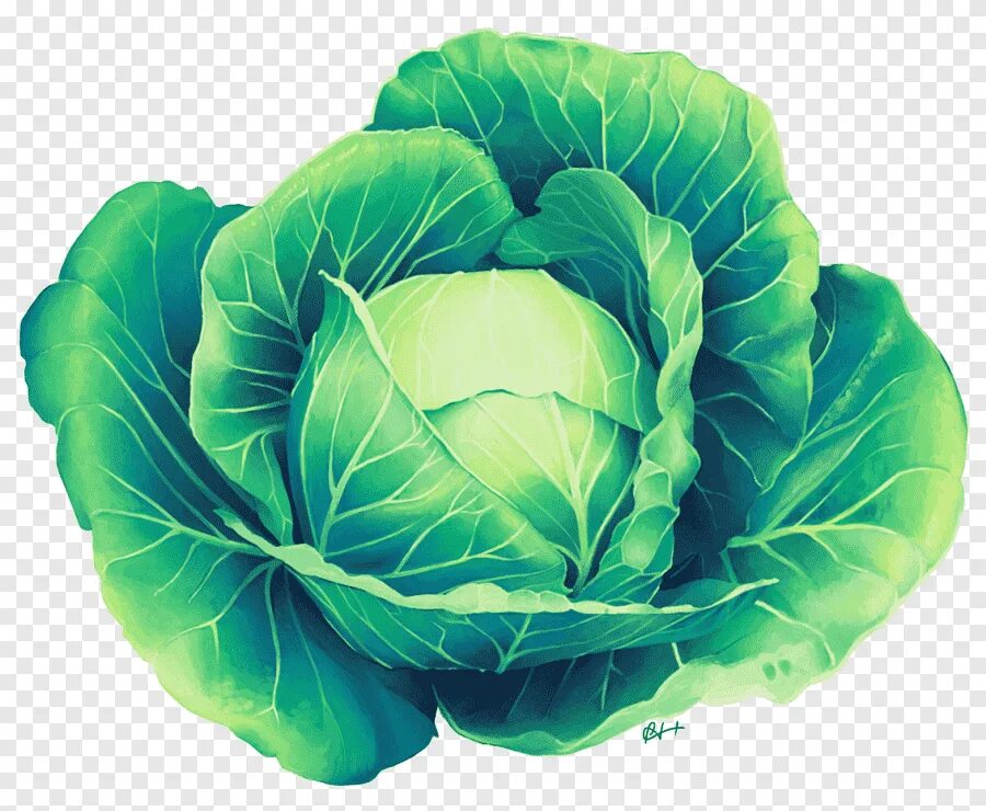 Капуста фото картинки для детей Free download Savoy cabbage Leaf vegetable, cabbage, leaf Vegetable, leaf png PN
