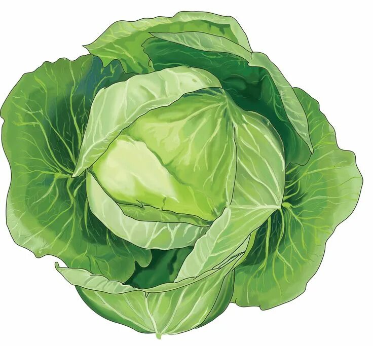Капуста фото картинки для детей Digital Illustration of Cabbage. in 2024 Digital illustration, Illustration, Cab
