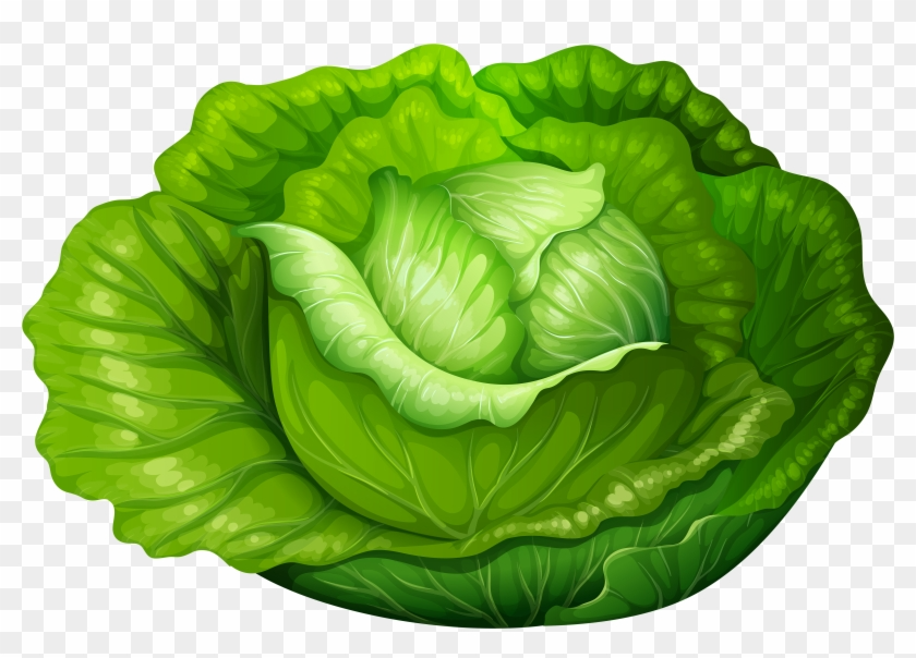 Капуста фото картинки для детей Cabbage Png Clip Art - Vegetable Clip Art Lettuce - Free Transparent PNG Clipart